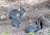 Rabbits