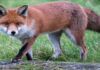 Foxes
